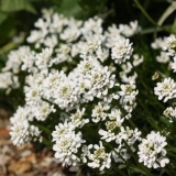 Godišnje vrtno cvijeće: fotografije i imena