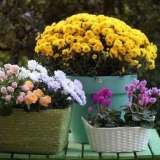 Cveće u saksijama