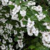Grubo djelovanje (deutzia scabra): sadnja i njega, fotografija