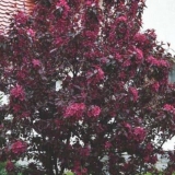 Dekorativna jabuka royalty (malus royalty) - sadnja i njega