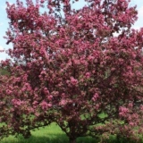 Dekorativna šljiva pissardi