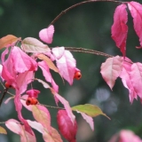 Ukrasna i divlja biljka bradavičasti euonymus