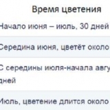 Dekorativni bijeli luk: sadnja i njega, fotografija, kako razmnožavati