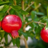 Dekorativni šipak: kućna njega