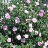 Dekorativna divlja ruža: opis i fotografija, sorte, sadnja i njega