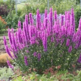 Duckweed: dropmore ljubičasta, moderna ružičasta, rose queen i drug...