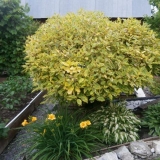 Derain bijela pljuvačka