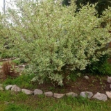 Šareni derain: sadnja i njega