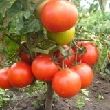 Odredite paradajz: oblikovanje, štipanje + video