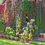 Devojačko grožđe petolistno