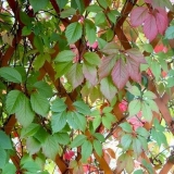 Djevojačka sadnja i njega grožđa