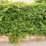 Kako posaditi divlje grožđe na ogradu