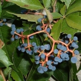 Djevojačko grožđe