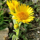 Elecampane oko (kristovo oko): fotografija i opis