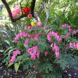 Dicentra: fotografija cvijeća u cvjetnoj gredi, vrste i sorte