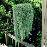 Srebrni vodopad dichondra: uzgoj kod kuće, opis, fotografija, recenzije