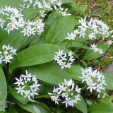 Divlji luk koji se zove divlji beli luk