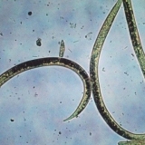 Diktiokauloza kod krava: liječenje i prevencija