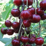 Duke (trešnja, gvch) medicinska sestra: karakteristike i opis sorte...