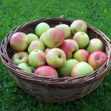 Domaće vino od jabuke: jednostavan recept