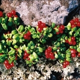 Domaće vino od borovnica