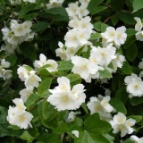 Home jasmine: njega i uzgoj iz sjemena