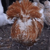 Prednosti i nedostaci pilića dekorativnih pasmina