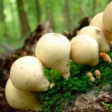 Kabanica u obliku kruške: fotografija i opis, recepti, ljekovita svojstva