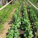 Kvasni dresing za krastavce