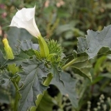 Datura trava: kako izgleda, gdje raste, svojstva