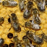 Dvostruko održavanje pčela