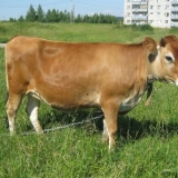 Jersey pasmina krava