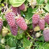 Ezhemalina loganberry (loganberry): opis sorte, karakteristike uzgoja, rezidba