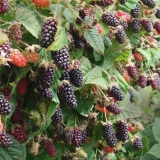 Ezhemalina vrt: opis sorti, fotografije, recenzije