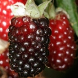 Ezhemalina vrt: korisna svojstva i kontraindikacije