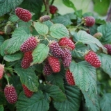 Taybury (tayberry) svaki hibrid maline: opis, fotografije i recenzije