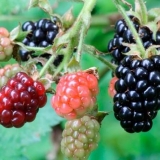 Kupinovo vino kod kuće: recept