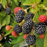 Blackberry thornfree