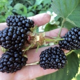 Blackberry black magic