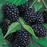 Blackberry chester (chester)