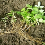 Blackberry chester thornless