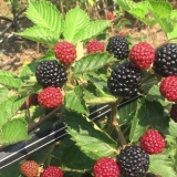 Blackberry jumbo