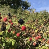 Blackberry vs black raspberry: u čemu je razlika?