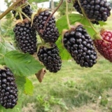 Kupina kolumbijska zvijezda