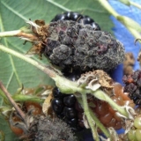 Kupina loch mary (loch maree): opis sorte, recenzije