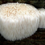 Ježevi češalj: fotografija i opis, ljekovita svojstva, kako kuhati, recepti