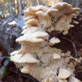 Antenski jež (creolofus antennal): fotografija i opis