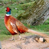 Fazan: obični, lovački, kraljevski, srebrni, dijamantski, zlatni, rumunski, kavkaski