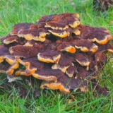 Theolus kanalizacija (trutovska kanalizacija): fotografija i opis, ...