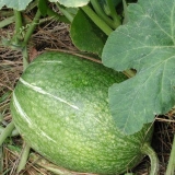 Ficifolia bundeva sa smokvinim lišćem: fotografije, recepti